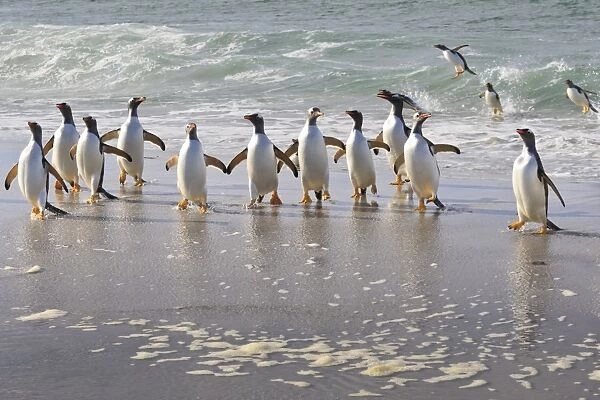 Gentoo penguins (Pygoscelis papua) emerging from the sea, Sea Lion Island, Falkland Islands, South America