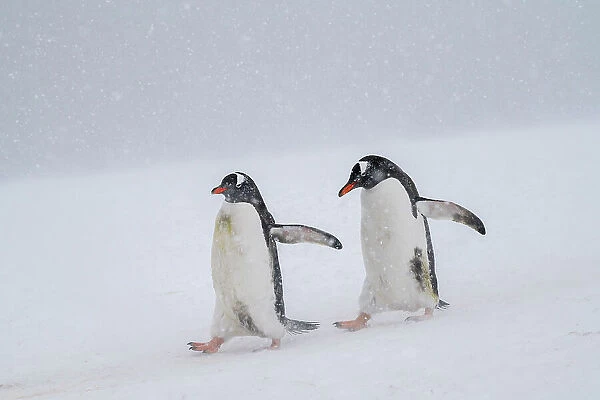 Gentoo penguins (Pygoscelis papua), Mikkelsen, Trinity Island, Antarctica, Polar Regions