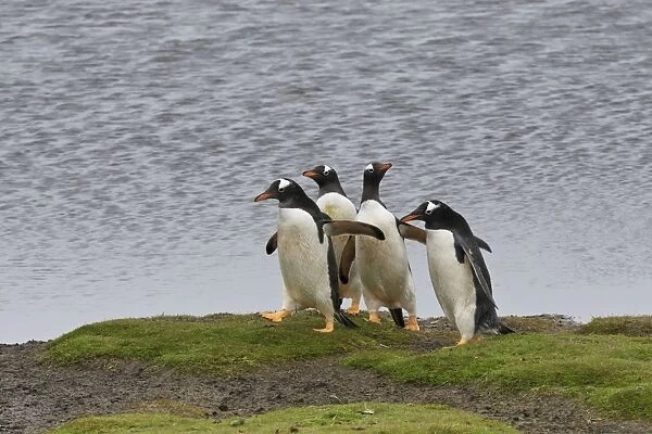 Gentoo penguins (Pygoscelis papua) by a pool, Sea Lion Island, Falkland Islands, South America