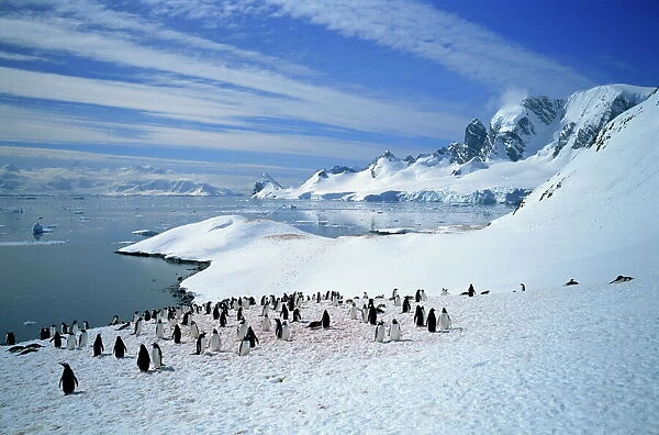 Gentoo penguins stand on snow on the shore along the coast of the Antarctic Peninsula
