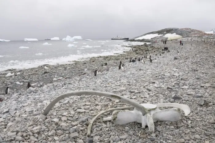 Framed Print : Gentoo penguins and whale bones, Cuverville Island, Antarctic Peninsula Framed Print : Gentoo penguins and whale bones, Cuverville Island, Antarctic Peninsula