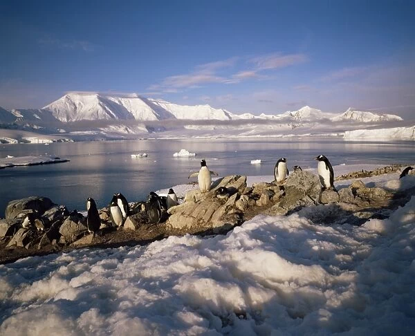 Gentoo penguins on Wiencke Island, with Anvers Island in distance, Antarctic Peninsula
