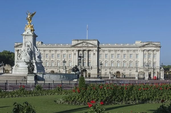 Geraniums at Buckingham Palace, London, England, United Kingdom, Europe