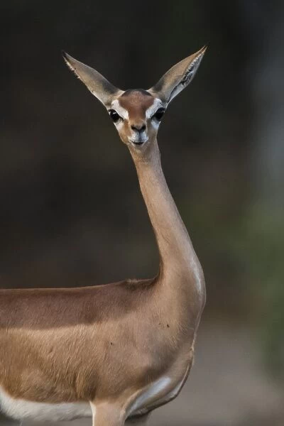 Gerenuk (Litocranius walleri), Samburu National Reserve, Kenya, East Africa, Africa