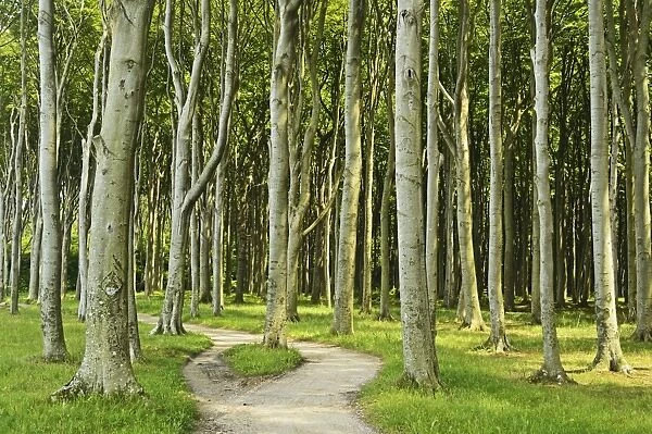 Gespensterwald (ghost forest) near Nienhagen, Baltic Sea, Mecklenburg-Vorpommern, Germany, Europe