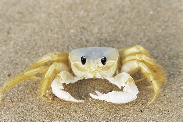 Ghost crab also known as sand crab, Genus ocypode, Parque Nacional de Fernando de Noronha