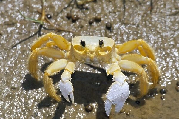 Ghost crab, also known as sand crab (genus Ocypode), Parque Nacional dos Lencois Maranhenses
