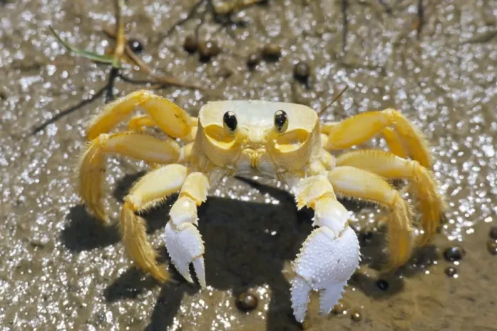 Framed Print : Ghost crab, also known as sand crab (genus Ocypode), Parque Nacional dos Lencois Maranhenses Framed Print : Ghost crab, also known as sand crab (genus Ocypode), Parque Nacional dos Lencois Maranhenses