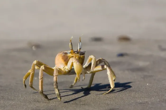 Framed Print : Ghost crab (Ocypode cursor) Framed Print : Ghost crab (Ocypode cursor)