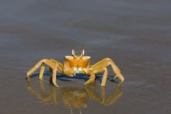 Ghost crab (Ocypode cursor)