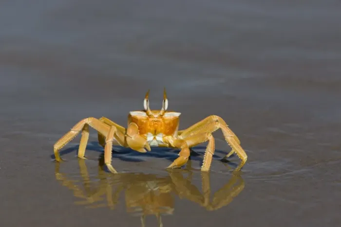 Framed Print : Ghost crab (Ocypode cursor) Framed Print : Ghost crab (Ocypode cursor)