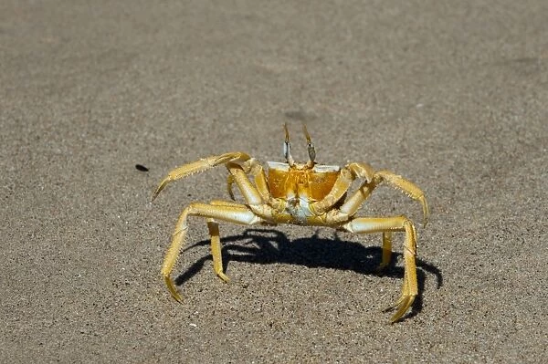 Ghost crab (Ocypode cursor), Skeleton Coast National Park, Namibia, Africa