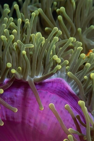 Giant anemones, prolific throughout the Indo-Pacific, Sabah, Borneo, Malaysia