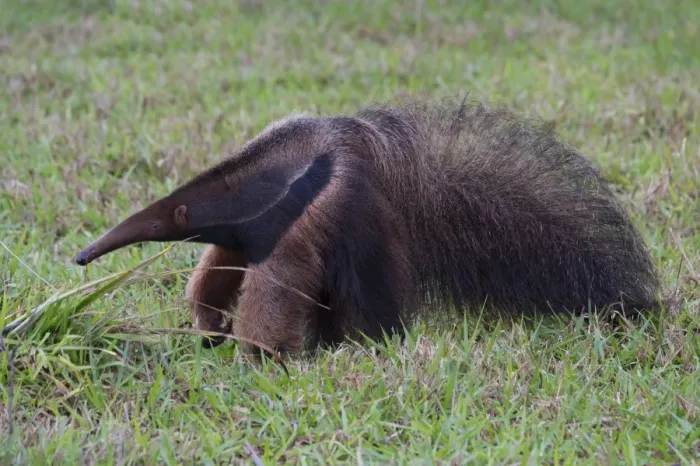 Framed Print : Giant anteater (Myrmecophaga tridactyla), Mato Grosso, Brazil, South America Framed Print : Giant anteater (Myrmecophaga tridactyla), Mato Grosso, Brazil, South America