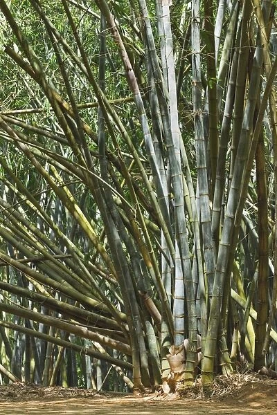 Giant Bamboo of Burma in the 60 hectare Royal Botanic Gardens, Peradeniya