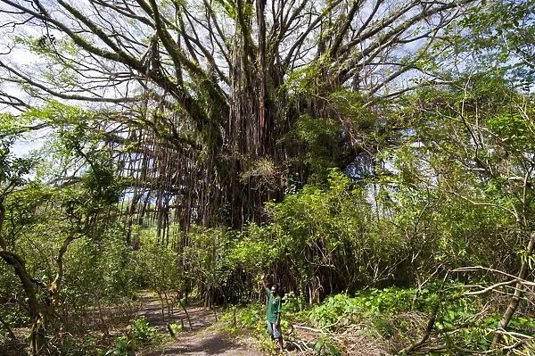 Giant banyan tree at the Island of Tanna, Vanuatu, South Pacific, Pacific