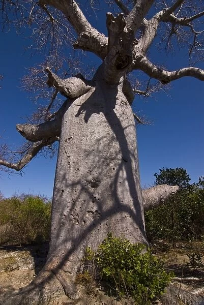 Giant baobab (Adansonia suarezensis) tree near Diego Suarez (Antsiranana)