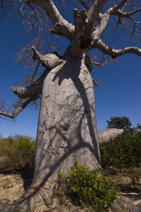 Framed Print : Giant baobab (Adansonia suarezensis) tree near Diego Suarez (Antsiranana) Framed Print : Giant baobab (Adansonia suarezensis) tree near Diego Suarez (Antsiranana)