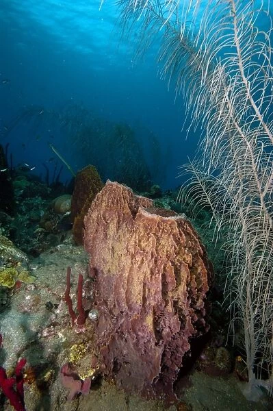 Giant barrel sponge, Dominica, West Indies, Caribbean, Central America