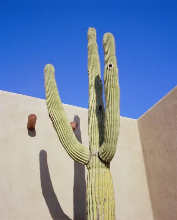 Framed Print : Giant cactus, Scottsdale, Arizona, USA Framed Print : Giant cactus, Scottsdale, Arizona, USA