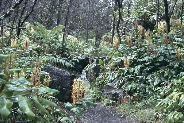Giant ferns and orchids in rainforest