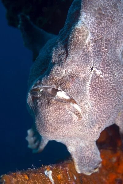 Giant Frogfish (Antennarius commersonii) can grow to 30 cm and is commonly encountered by divers, Celebes Sea, Sabah, Malaysia, Southeast Asia, Asia