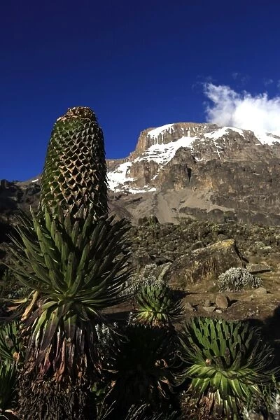A giant groundsel growing at 4000 metres elevation under the Barranco Wall of Mount Kilimanjaro