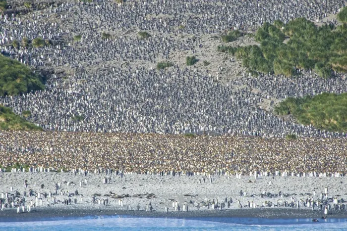 Framed Print : Giant king penguin (Aptenodytes patagonicus) colony, Salisbury Plain, South Georgia Framed Print : Giant king penguin (Aptenodytes patagonicus) colony, Salisbury Plain, South Georgia