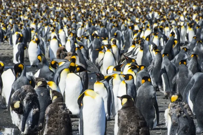 Framed Print : Giant king penguin (Aptenodytes patagonicus) colony, Salisbury Plain, South Georgia Framed Print : Giant king penguin (Aptenodytes patagonicus) colony, Salisbury Plain, South Georgia
