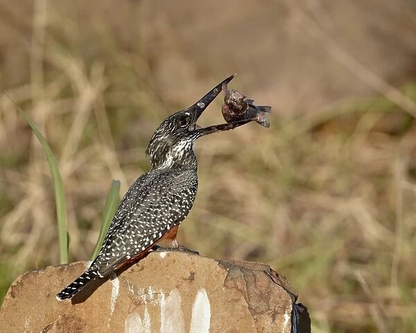 Giant kingfisher (Megaceryle maxima) with a fish, Kruger National Park