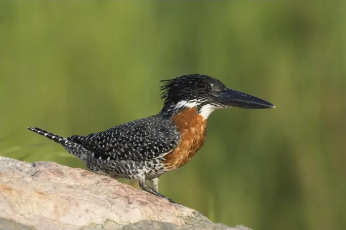 Framed Print : Giant kingfisher (Megaceryle maximus) Framed Print : Giant kingfisher (Megaceryle maximus)