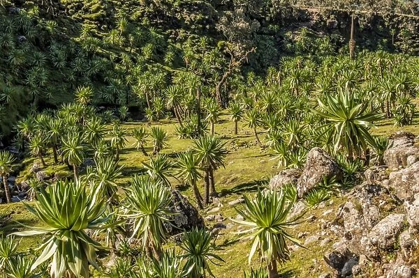 Giant lobelia (Lobelia rhynchopetalum), Simien Mountains National Park, UNESCO World Heritage Site, Amhara region, Ethiopia, Africa