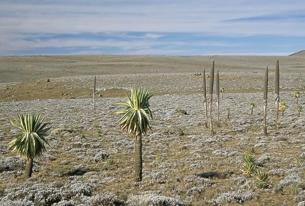 Giant lobelias on Sanetti Plateau, high in Bale Mountains, Southern Highlands