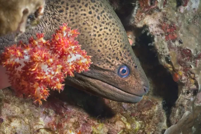 Framed Print : Giant moray eel (Gymnothorax javanicus), Southern Thailand, Andaman Sea, Indian Ocean, Southeast Asia, Asia Framed Print : Giant moray eel (Gymnothorax javanicus), Southern Thailand, Andaman Sea, Indian Ocean, Southeast Asia, Asia