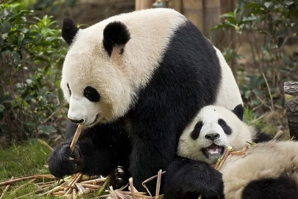 Giant Panda cubs (Ailuropoda melanoleuca) Panda Breeding and Research Centre