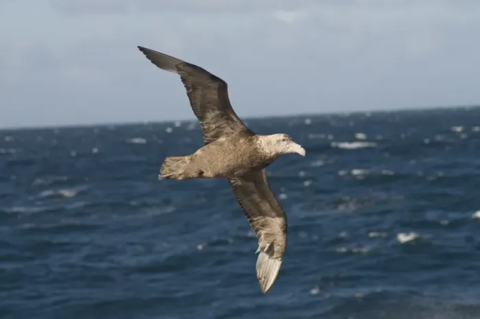 Framed Print : Giant Petrel, near Falkland Islands, South Atlantic, South America Framed Print : Giant Petrel, near Falkland Islands, South Atlantic, South America