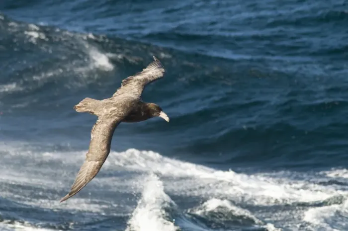 Framed Print : Giant petrel, near Falkland Islands, South Atlantic, South America Framed Print : Giant petrel, near Falkland Islands, South Atlantic, South America