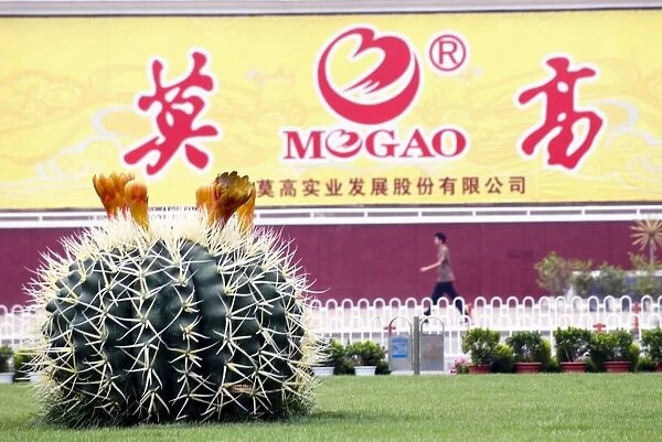 Giant plastic cactus, Lanzhou, Gansu, China, Asia