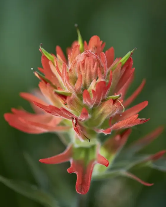 Framed Print : Giant red paintbrush (scarlet paintbrush) (Indian paintbrush) (Castilleja miniata), San Juan National Forest, Colorado, United States of America, North America Framed Print : Giant red paintbrush (scarlet paintbrush) (Indian paintbrush) (Castilleja miniata), San Juan National Forest, Colorado, United States of America, North America