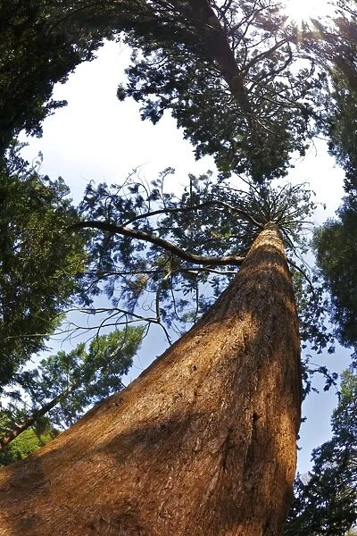 Giant Redwood (Sequoiadendron giganteum), Royal Botanic Gardens, Kew, London, England, United Kingdom, Europe