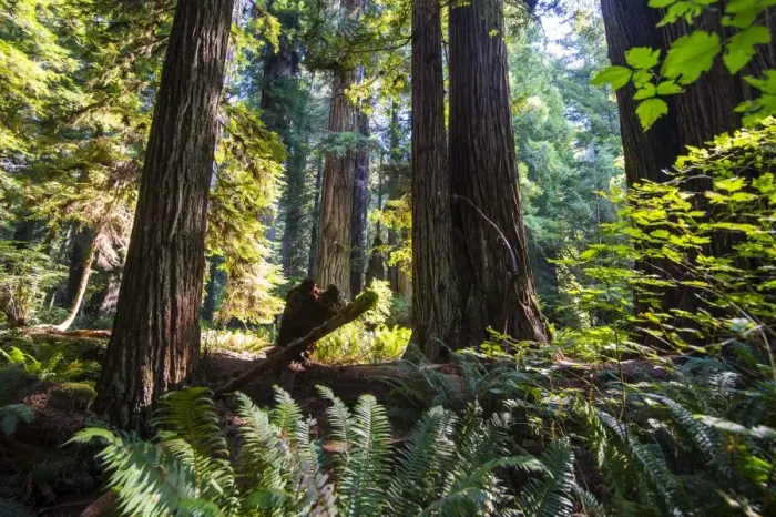 Framed Print : Giant redwood trees in the Redwoods National and State parks, California, USA Framed Print : Giant redwood trees in the Redwoods National and State parks, California, USA