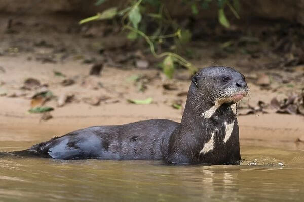 Giant river otter (Pteronura brasiliensis), Pantanal, Mato Grosso, Brazil, South America