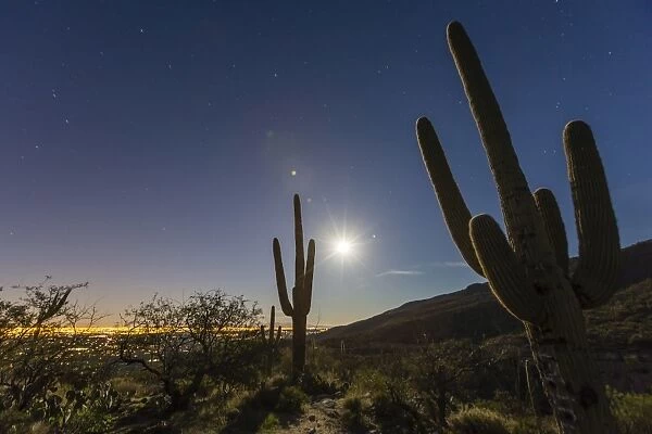 Giant saguaro cactus (Carnegiea gigantea), under full moon in the Catalina Mountains