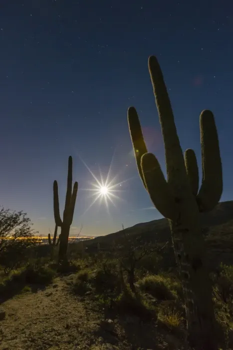 Framed Print : Giant saguaro cactus (Carnegiea gigantea), under full moon in the Catalina Mountains