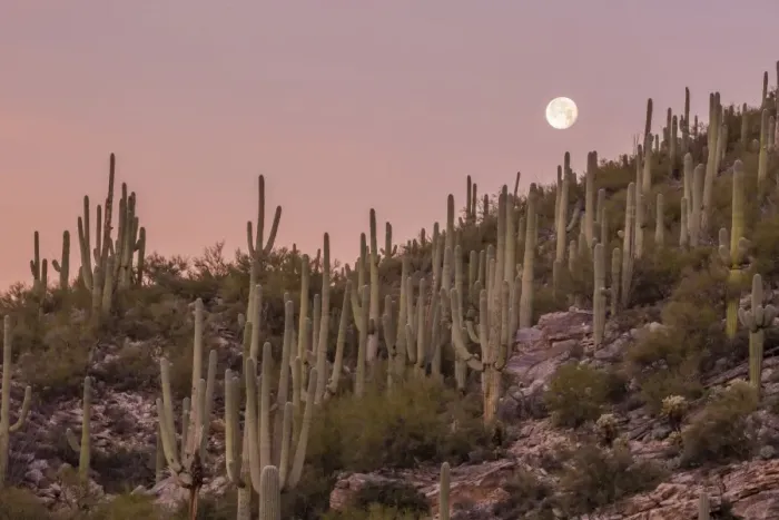 Framed Print : Giant saguaro cactus (Carnegiea gigantea), under full moon in the Catalina Mountains Framed Print : Giant saguaro cactus (Carnegiea gigantea), under full moon in the Catalina Mountains