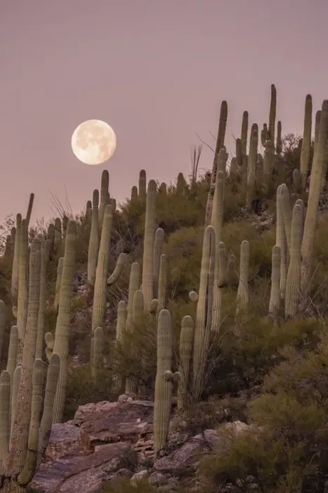 Framed Print : Giant saguaro cactus (Carnegiea gigantea), under full moon in the Catalina Mountains Framed Print : Giant saguaro cactus (Carnegiea gigantea), under full moon in the Catalina Mountains
