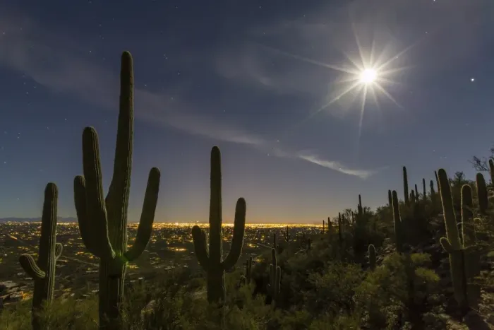 Framed Print : Giant saguaro cactus (Carnegiea gigantea), under full moon in the Catalina Mountains Framed Print : Giant saguaro cactus (Carnegiea gigantea), under full moon in the Catalina Mountains
