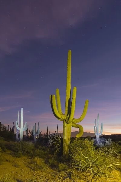 Giant saguaro cactus (Carnegiea gigantea) at night in the Sweetwater Preserve, Tucson