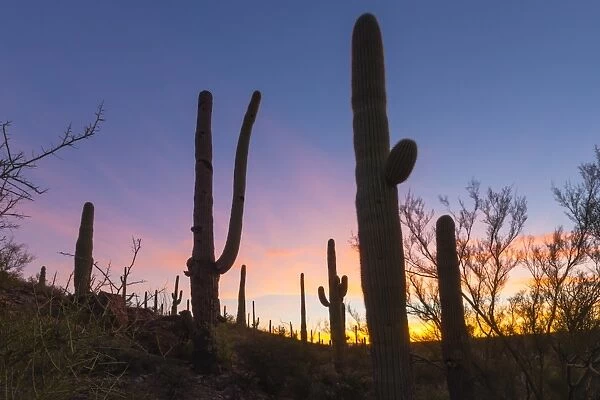 Giant saguaro cactus (Carnegiea gigantea) at dawn in the Sweetwater Preserve, Tucson