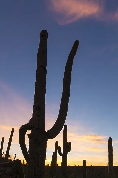 Giant saguaro cactus (Carnegiea gigantea), at dawn in the Sweetwater Preserve, Tucson